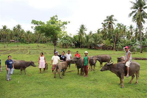 Native carabaos are forever – Philippine Carabao Center.